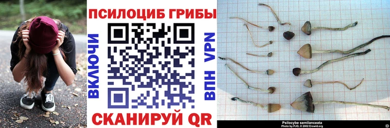 OMG рабочий сайт  Кувандык  Галлюциногенные грибы Psilocybe 
