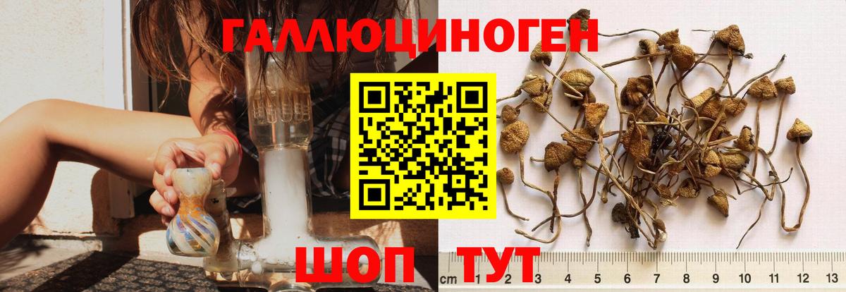 Псилоцибиновые грибы Psilocybe  Вход с VPN  Кувандык 